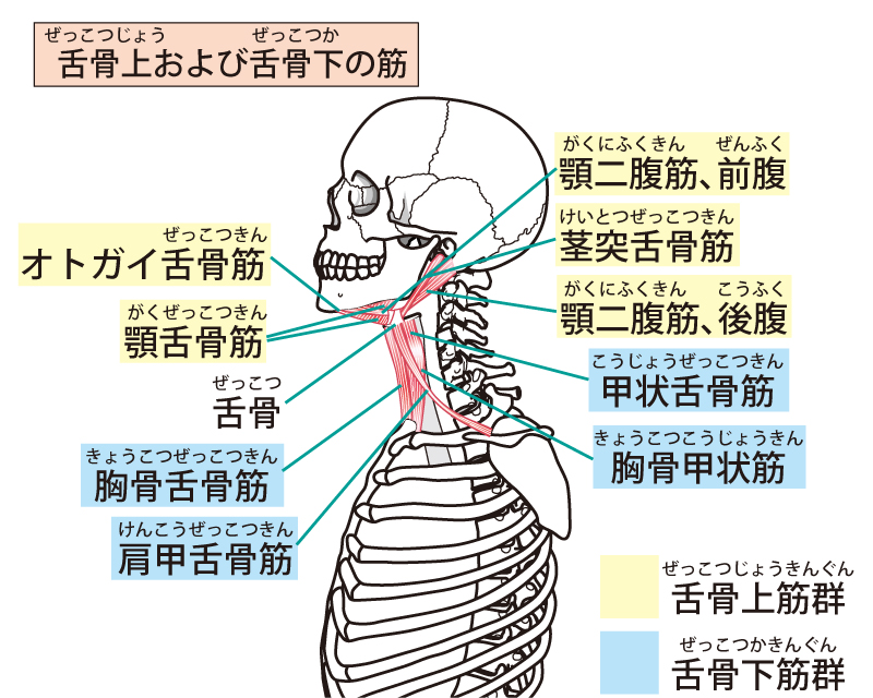 舌骨筋